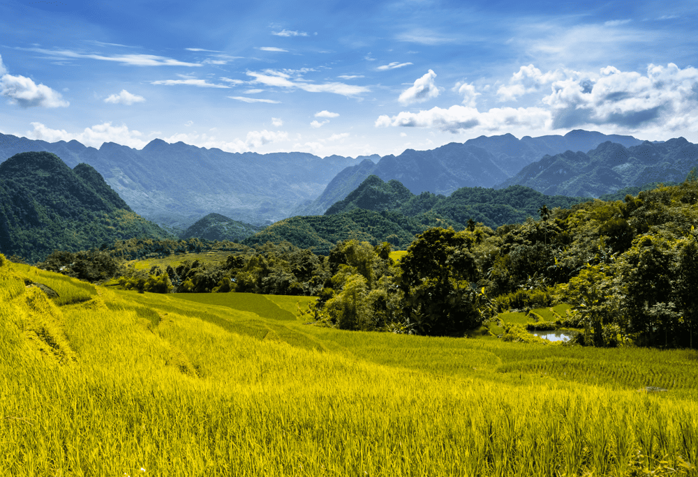 Pu Luong’s mountains are blanketed in tropical rainforest, while its valleys unfold into cascading terraces of cultivated rice fields (Source: Canva)